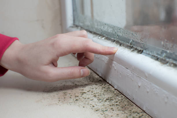 Mold Odor Removal Services in Cuba, MO